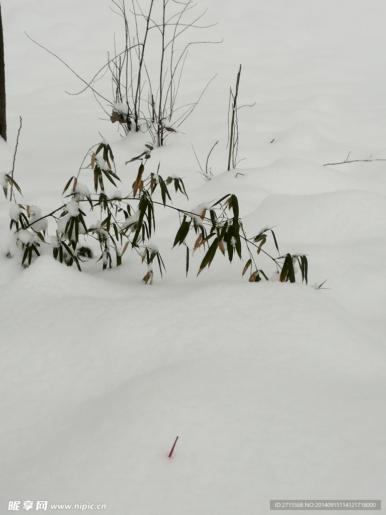 雪地竹子