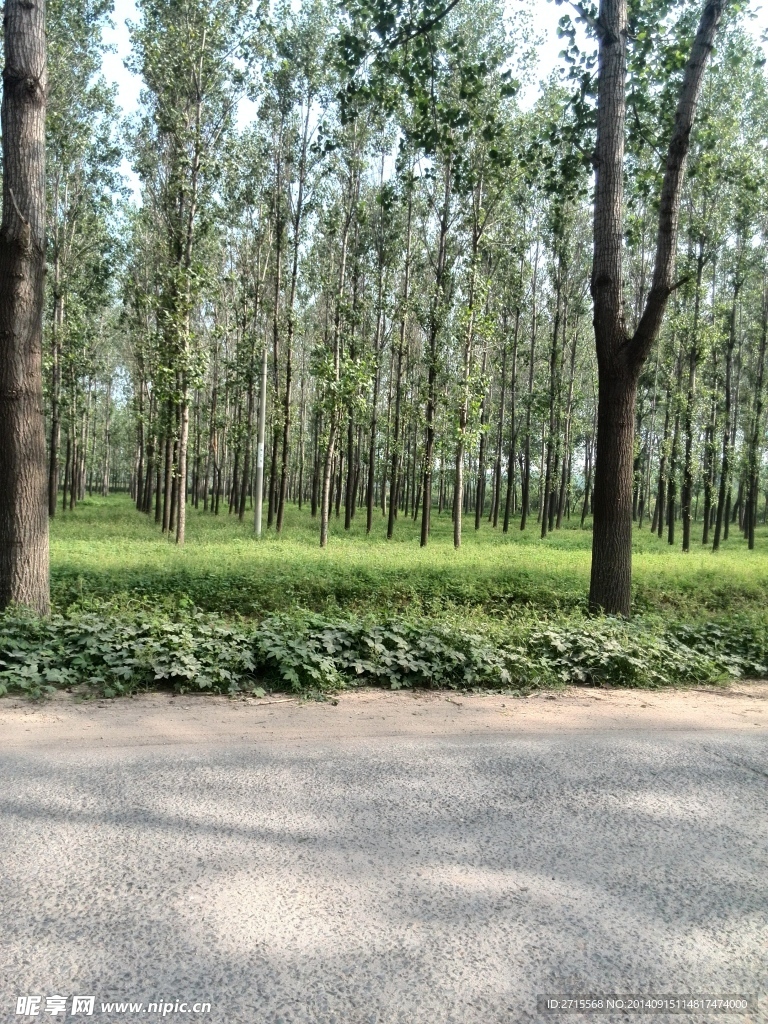 树林