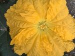 丝瓜花