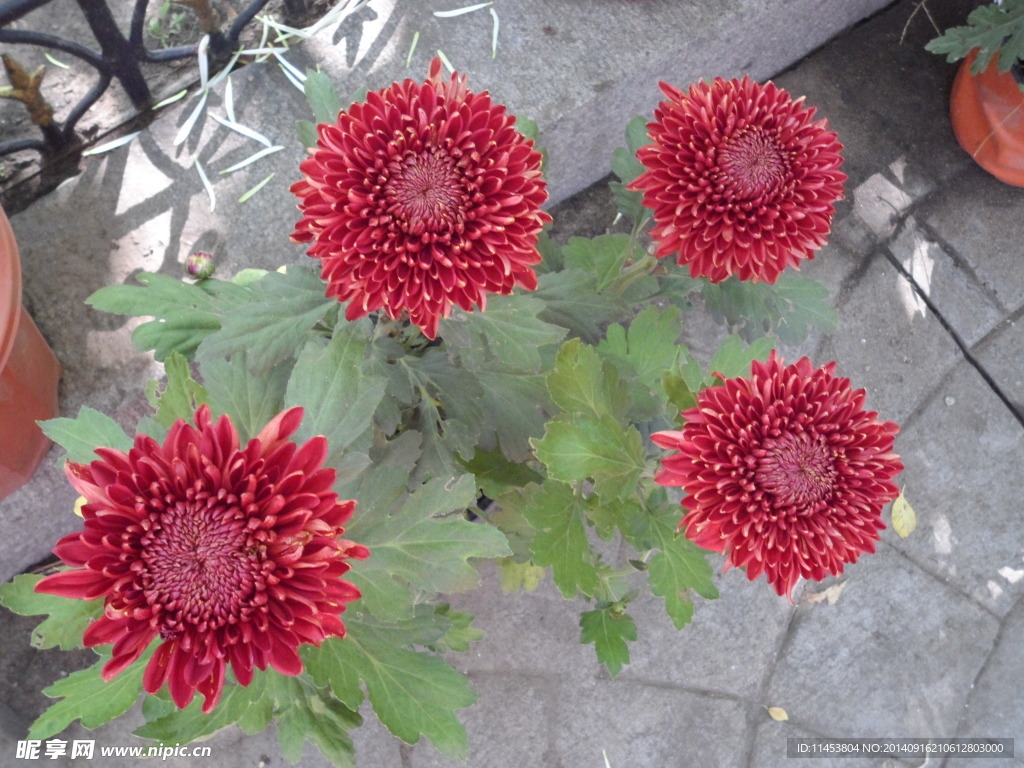 菊花