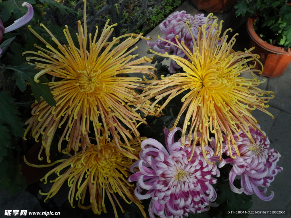 菊花