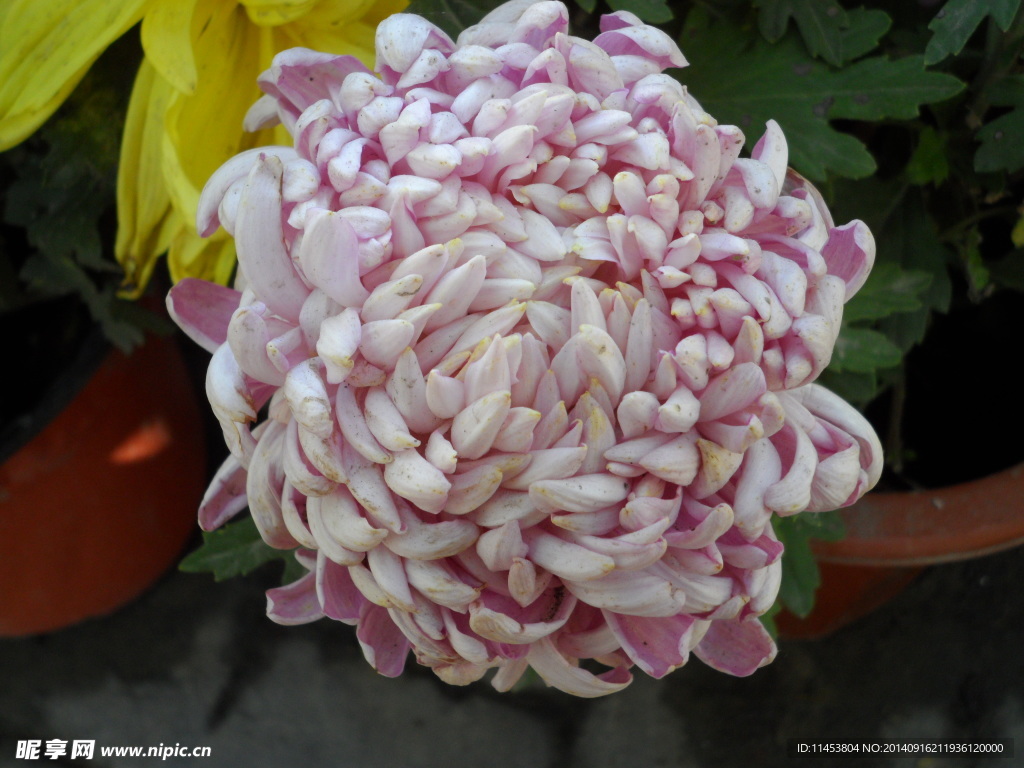 菊花