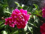 芍药花与蜜蜂