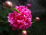 芍药