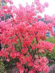 杜鹃花