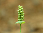 无名野花草