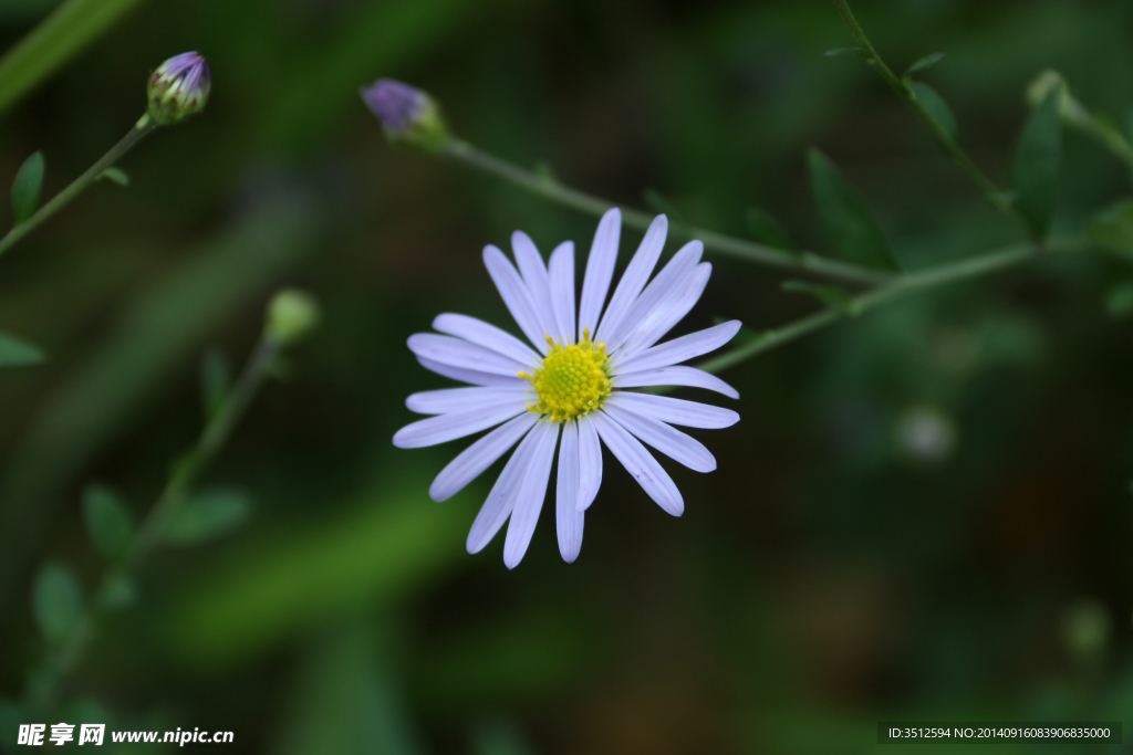 飞蓬花