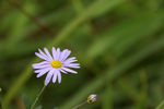 飞蓬花