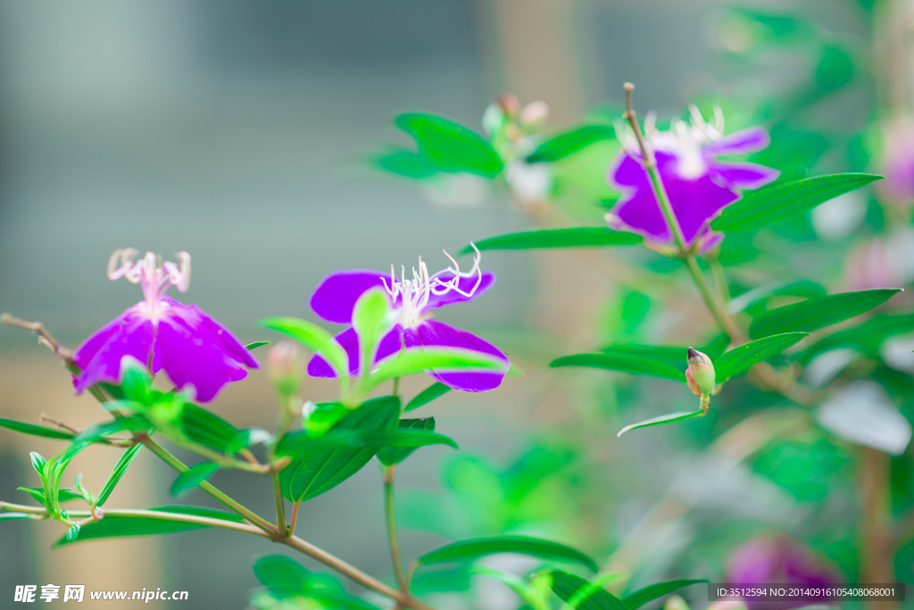 绿叶紫花