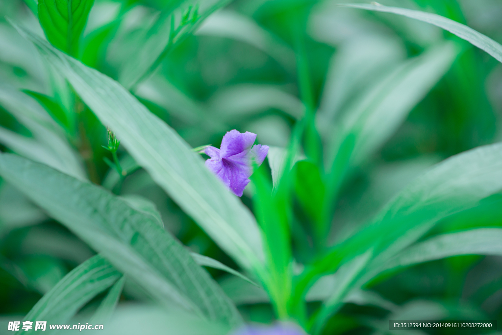 绿叶紫花