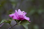 小花