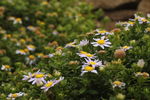雏菊