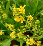 油菜花