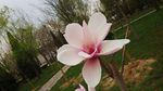 玉兰花