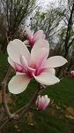 玉兰花