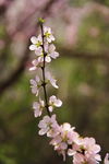 花枝