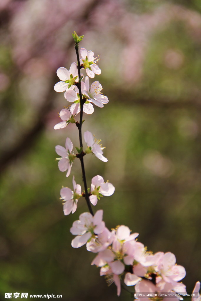 花枝