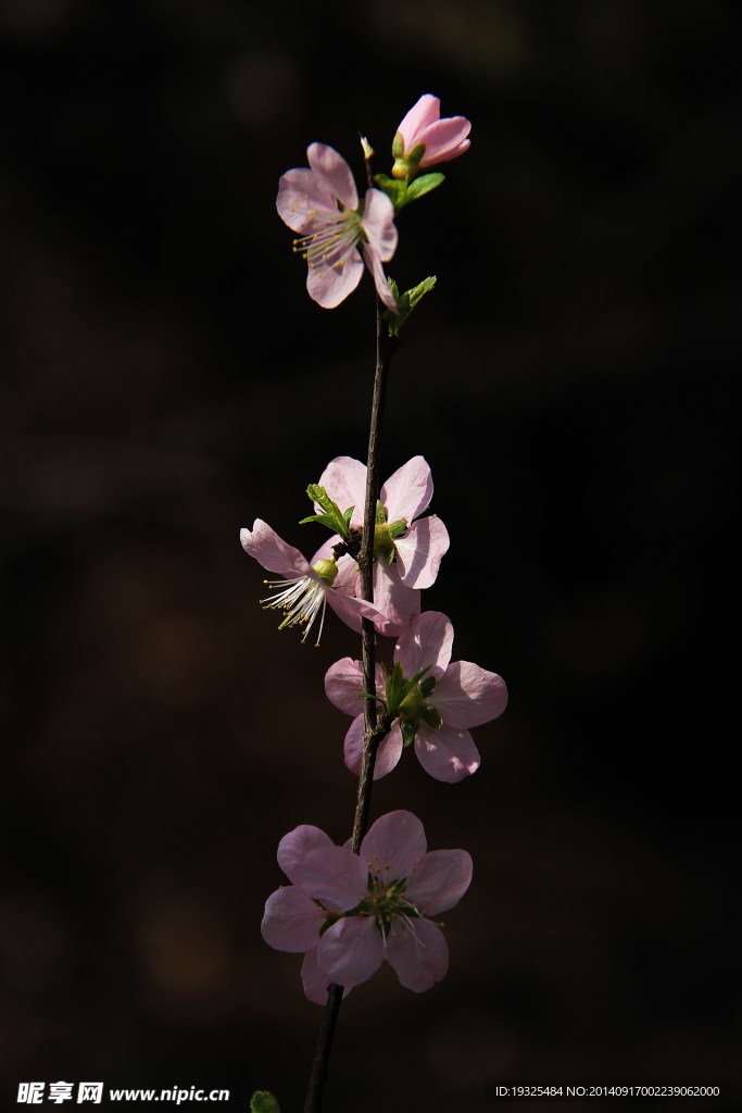 花枝