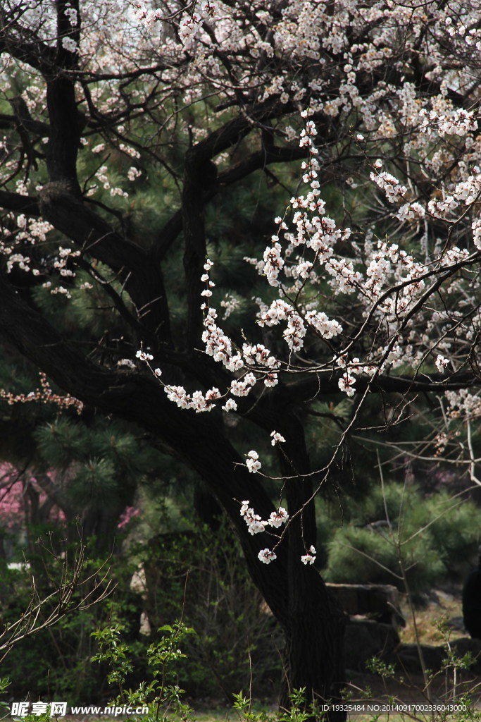 花枝