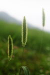 毛毛草