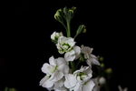 白花