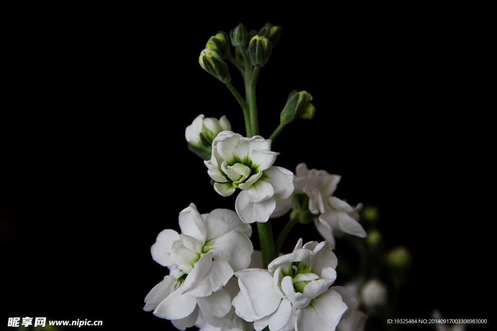 白花