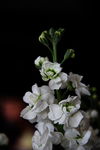 白花