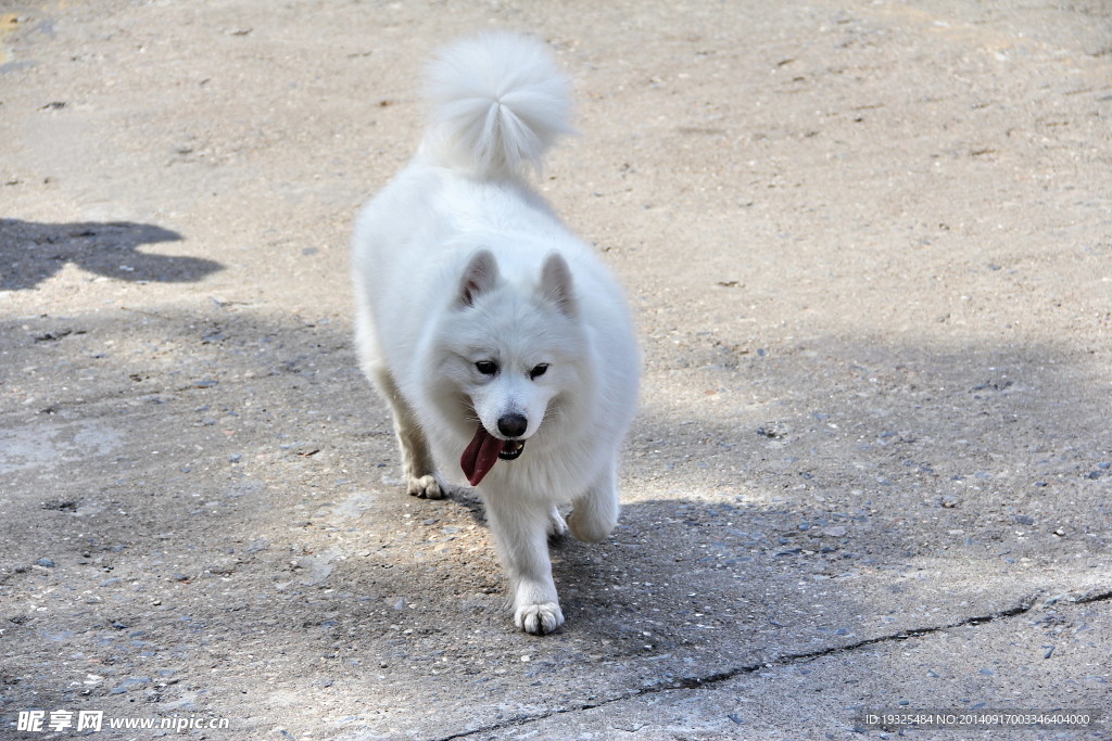狗狗