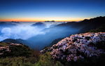 山顶繁花似锦