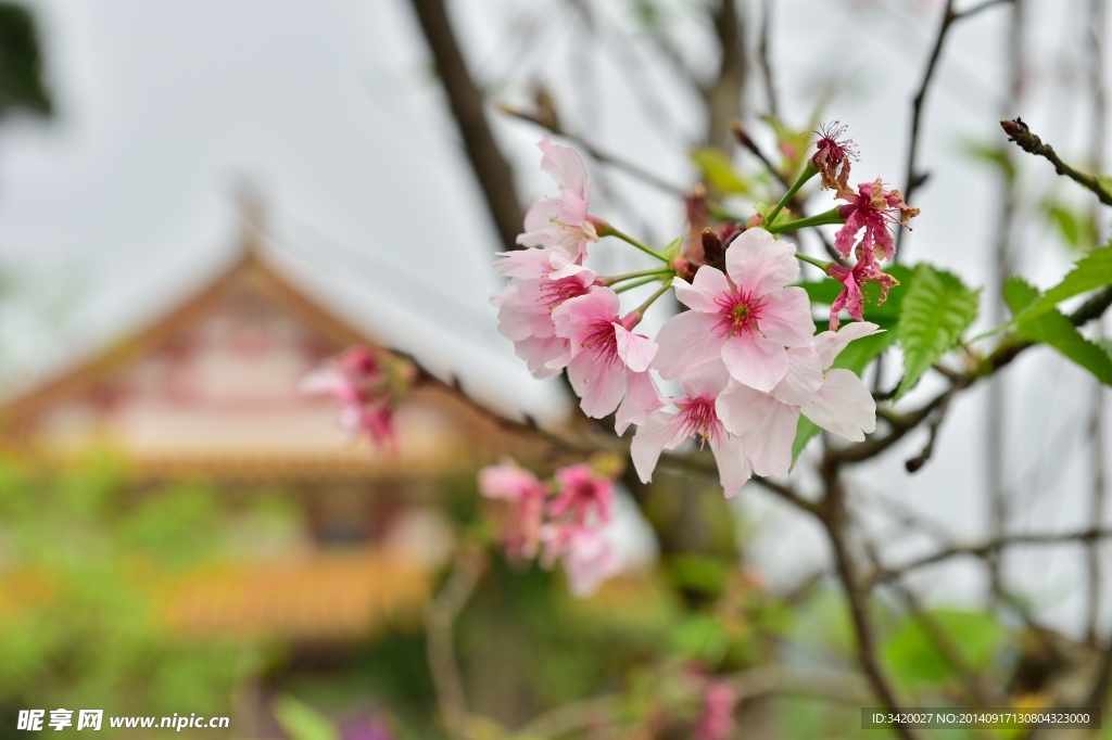 桃花