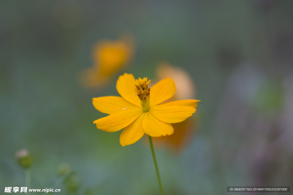 小花