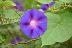 圆叶牵牛花
