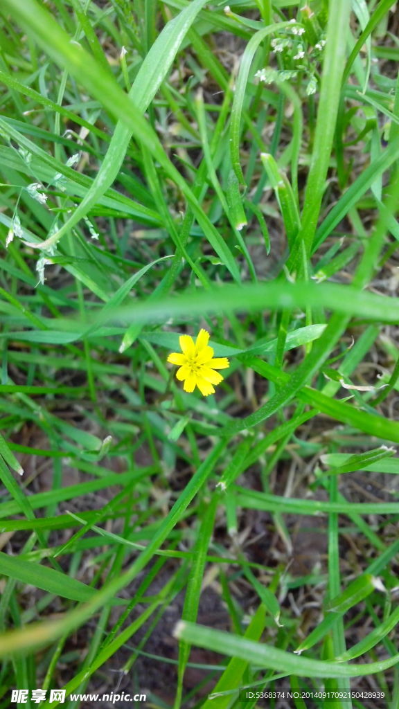 小黄花 野花