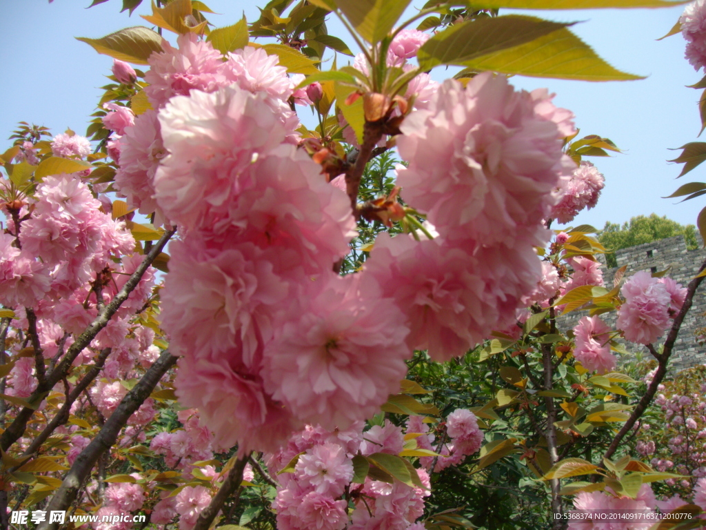 桃花图片