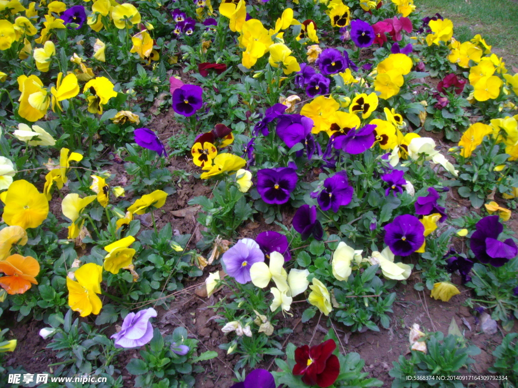 三色堇花