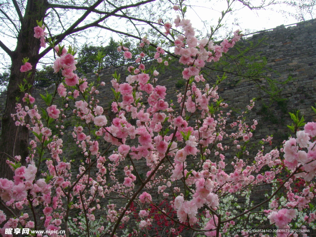 桃花图片