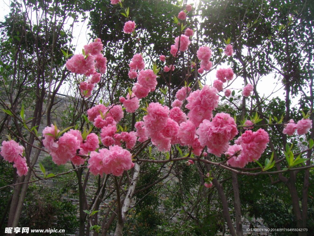 粉色桃花