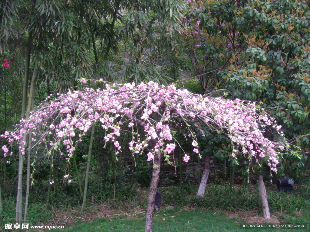 桃花图片