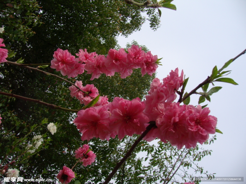粉色桃花图片