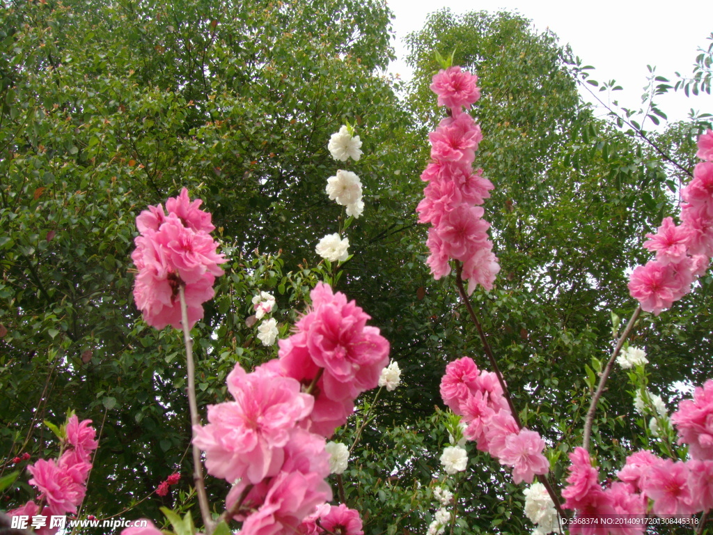 桃花图片