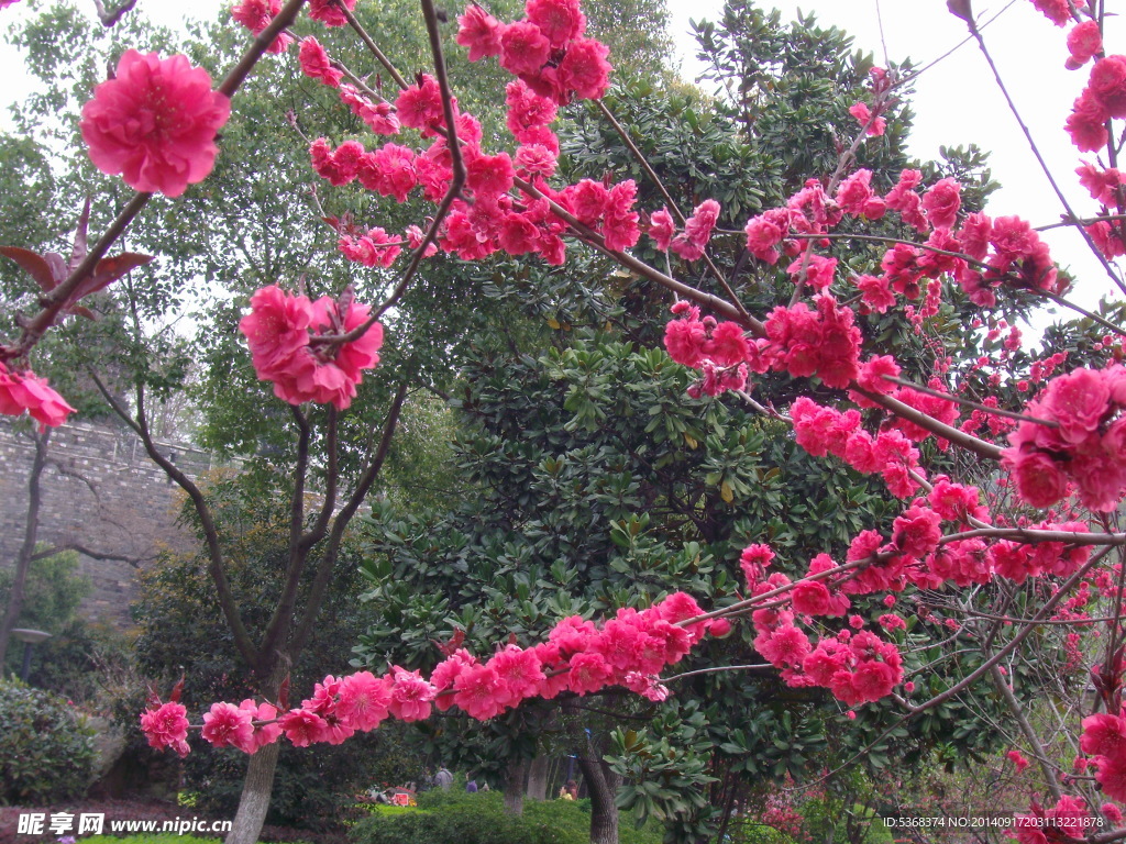 桃花图片