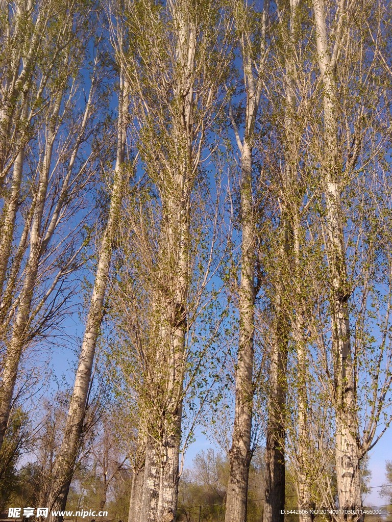 杨树