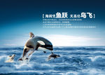 海豚