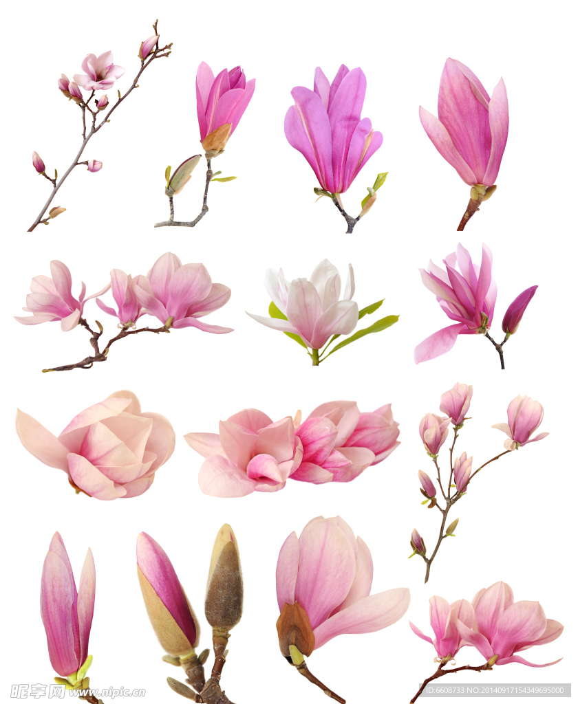鲜花 花朵