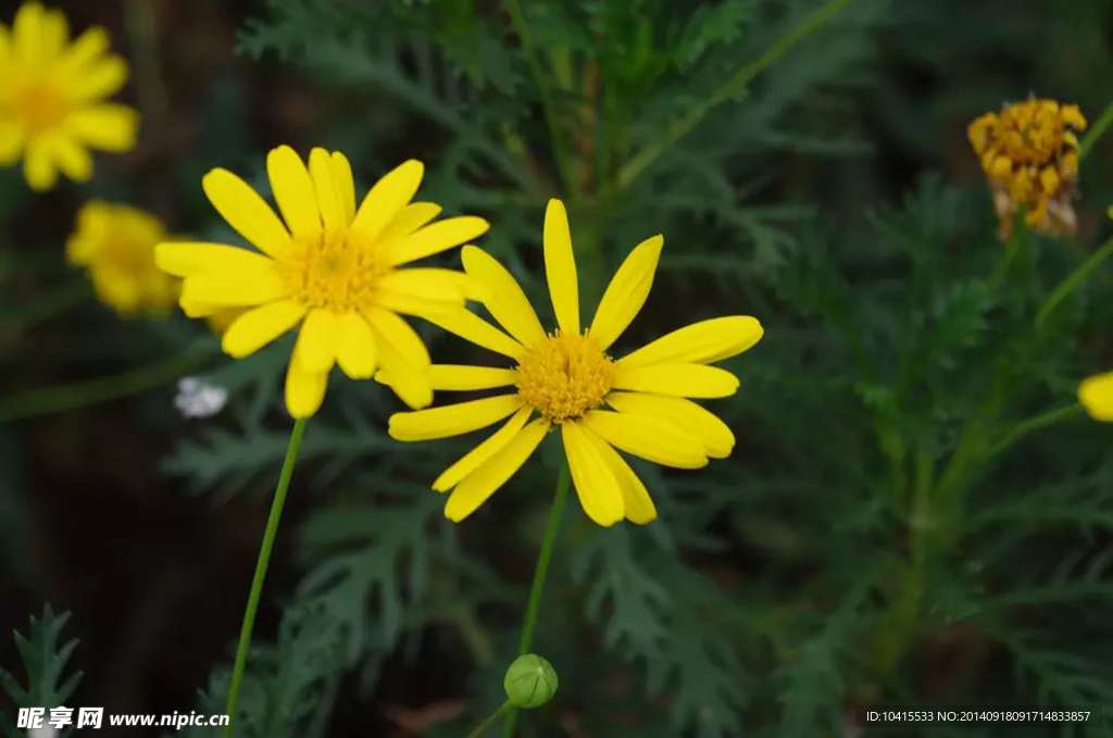 菊花