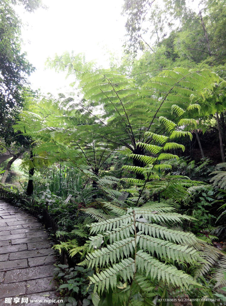 桫椤