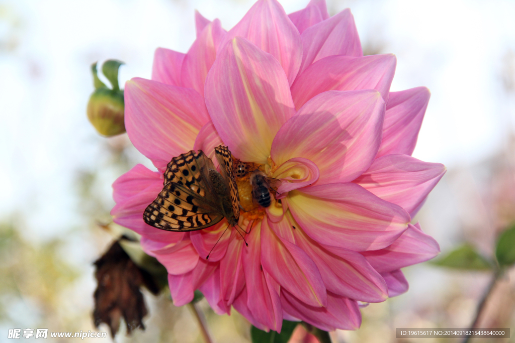蝴蝶蜜蜂瓢虫花朵