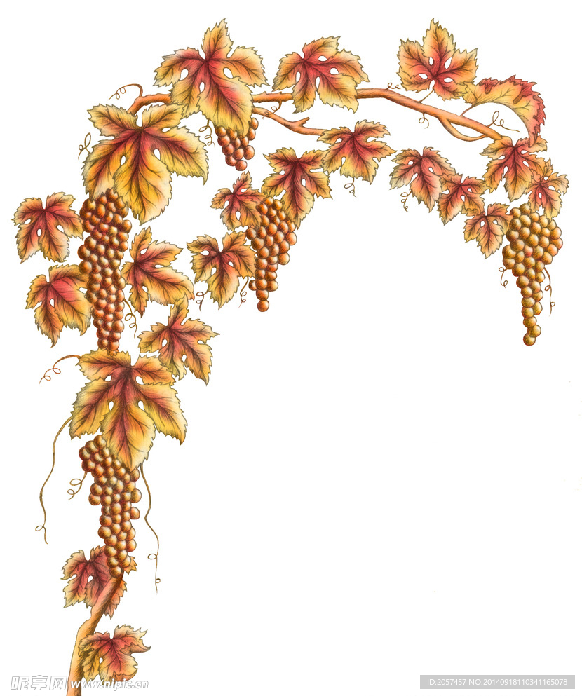 红酒 设计 图形 花纹 