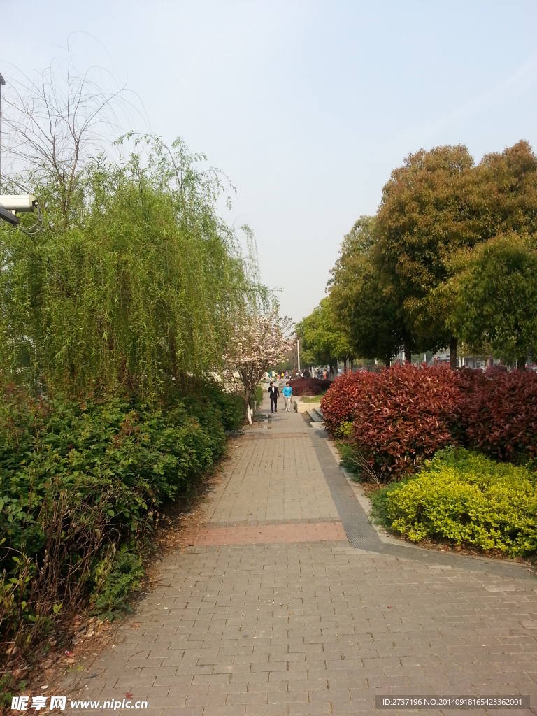绿色风景