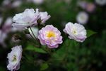 芍药花